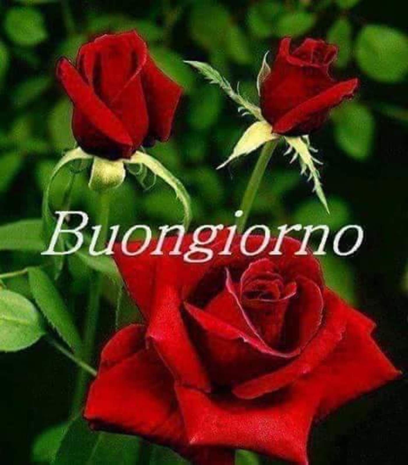 Buongiorno amore 326