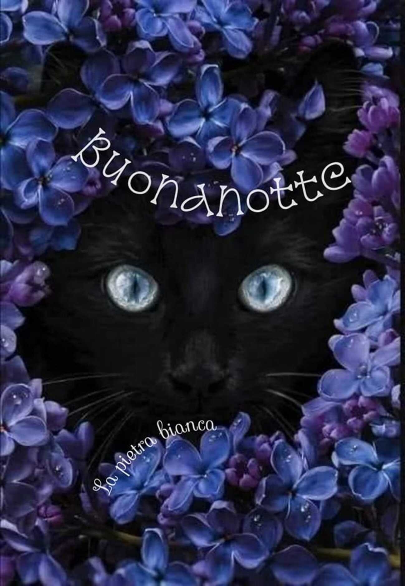 Buonanotte gatto nero